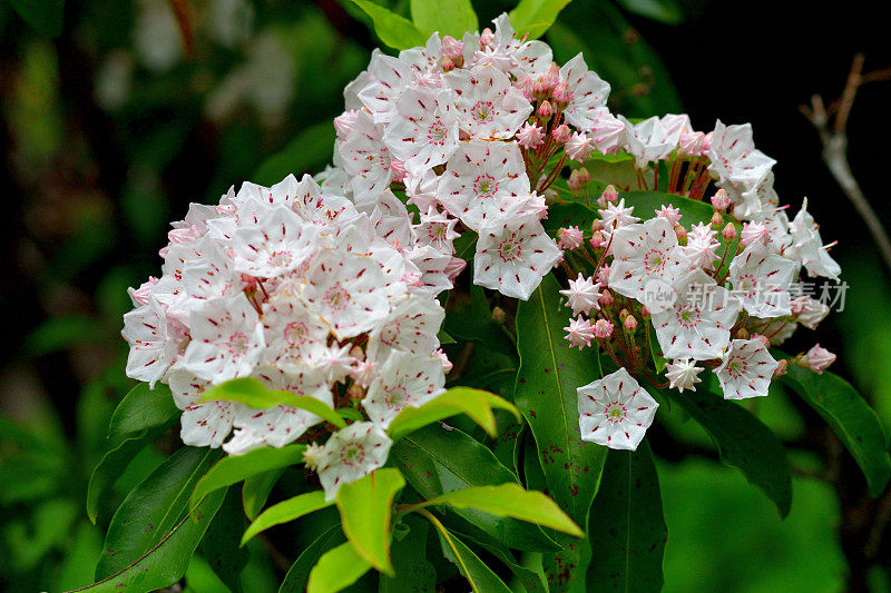 大叶菖蒲/山桂花